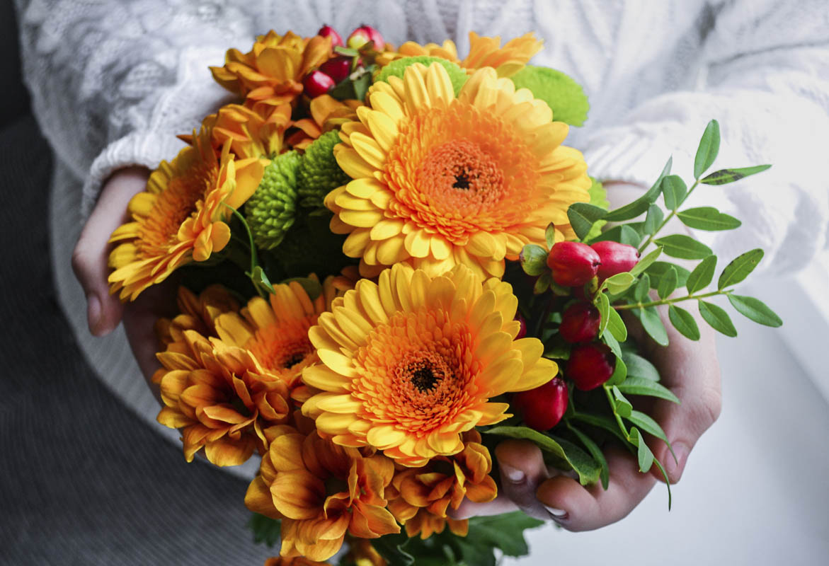 Gerbera