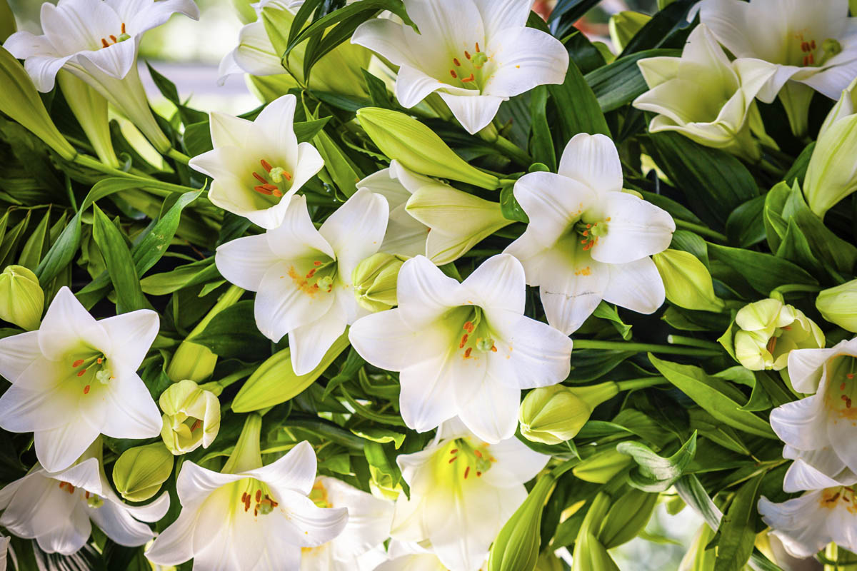 Lilien